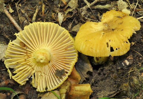 Photo of Russula earlei Peck (Russula earlei Peck)