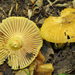 Russula earlei - Photo (c) noah_siegel, some rights reserved (CC BY-NC-SA), uploaded by noah_siegel