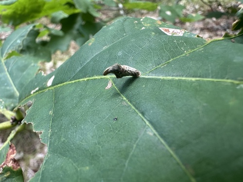 Coleophora querciella photo 3