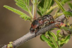 Euphoria leucographa
