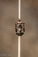 Calligrapha diversa