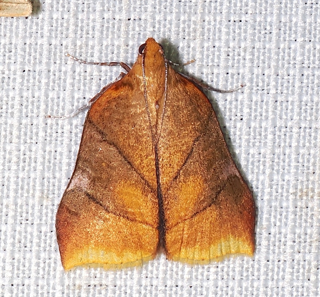 Neophrida meterythralis