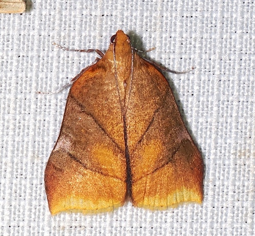 Neophrida meterythralis