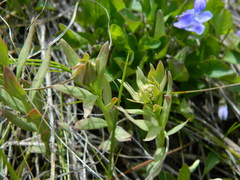 Comandra umbellata pallida