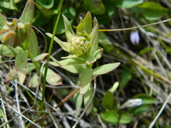Comandra umbellata pallida