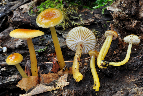 Heath Waxcap