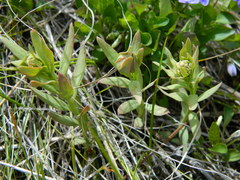 Comandra umbellata pallida