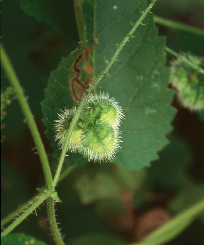 Tragia cordata