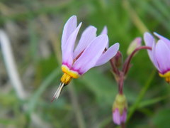 Primula pauciflora cusickii