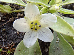 Hesperochiron pumilus