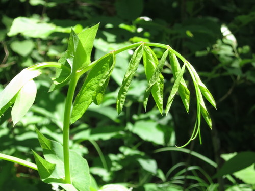 Image of Lathyrus davidii by (c) Repina Tatyana, some rights reserved (CC BY)