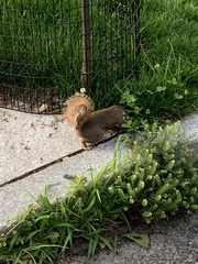 Sciurus carolinensis
