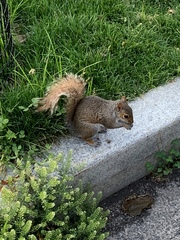 Sciurus carolinensis