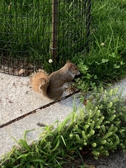 Sciurus carolinensis