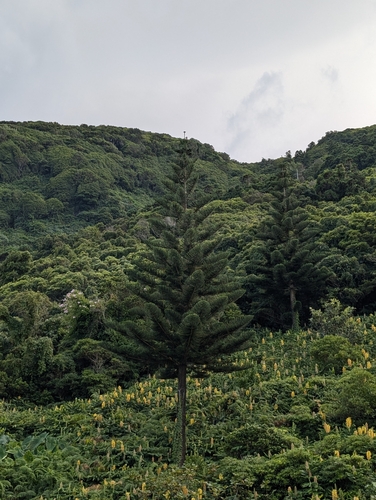 Image of Araucaria heterophylla by (c) Mathieu Sauzay, some rights reserved (CC BY)
