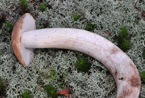 How to identify Boletus nobilis Peck