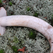 Noble Bolete - Photo (c) noah_siegel, some rights reserved (CC BY-NC-SA), uploaded by noah_siegel