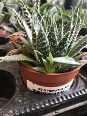 Agave horrida