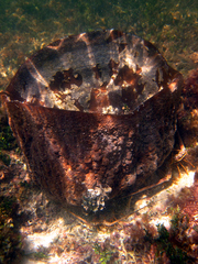 Ircinia campana