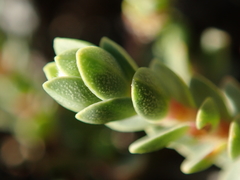 Pimelea carnosa