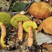 Ashtray Bolete - Photo (c) noah_siegel, some rights reserved (CC BY-NC-SA), uploaded by noah_siegel