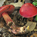 Exsudoporus frostii - Photo (c) noah_siegel,  זכויות יוצרים חלקיות (CC BY-NC-SA), הועלה על ידי noah_siegel