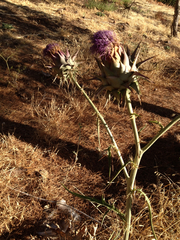 Cynara syriaca