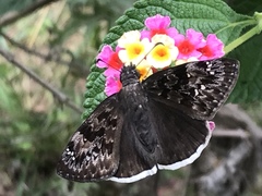 Erynnis juvenalis clitus