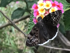 Erynnis juvenalis clitus