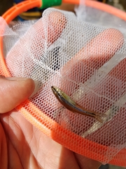 Notropis heterolepis