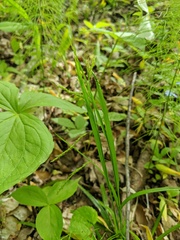 Carex arctata