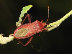 Athaumastus