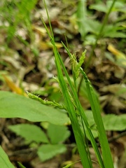 Carex arctata