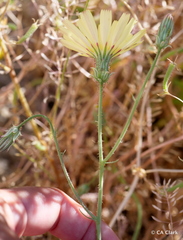 Calycoseris parryi