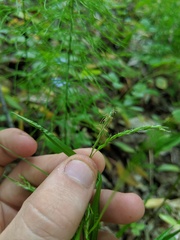 Carex arctata