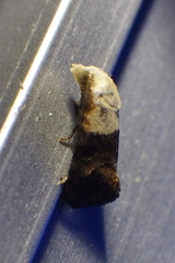 Eugnosta erigeronana