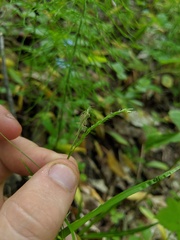 Carex arctata