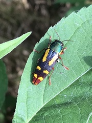 Buprestis rufipes