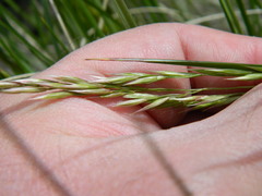 Festuca campestris