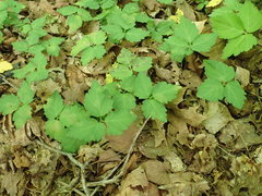 Cardamine diphylla