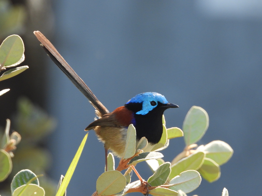 Variegated Fairywren from Jervis Bay, NSW, Australia on August 5, 2024 ...