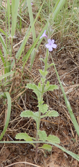 Verbena plicata
