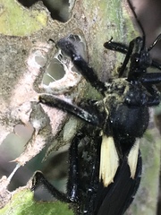 Apiomerus elatus