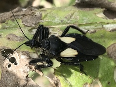 Apiomerus elatus