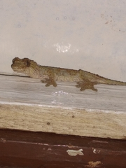Gekko rhacophorus