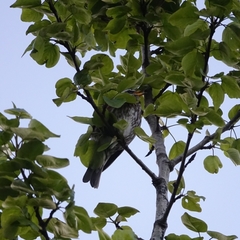 Turdus iliacus coburni