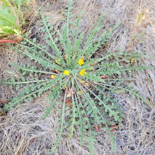 Image of Taraxia breviflora by (c) Konshau Duman, some rights reserved (CC BY)