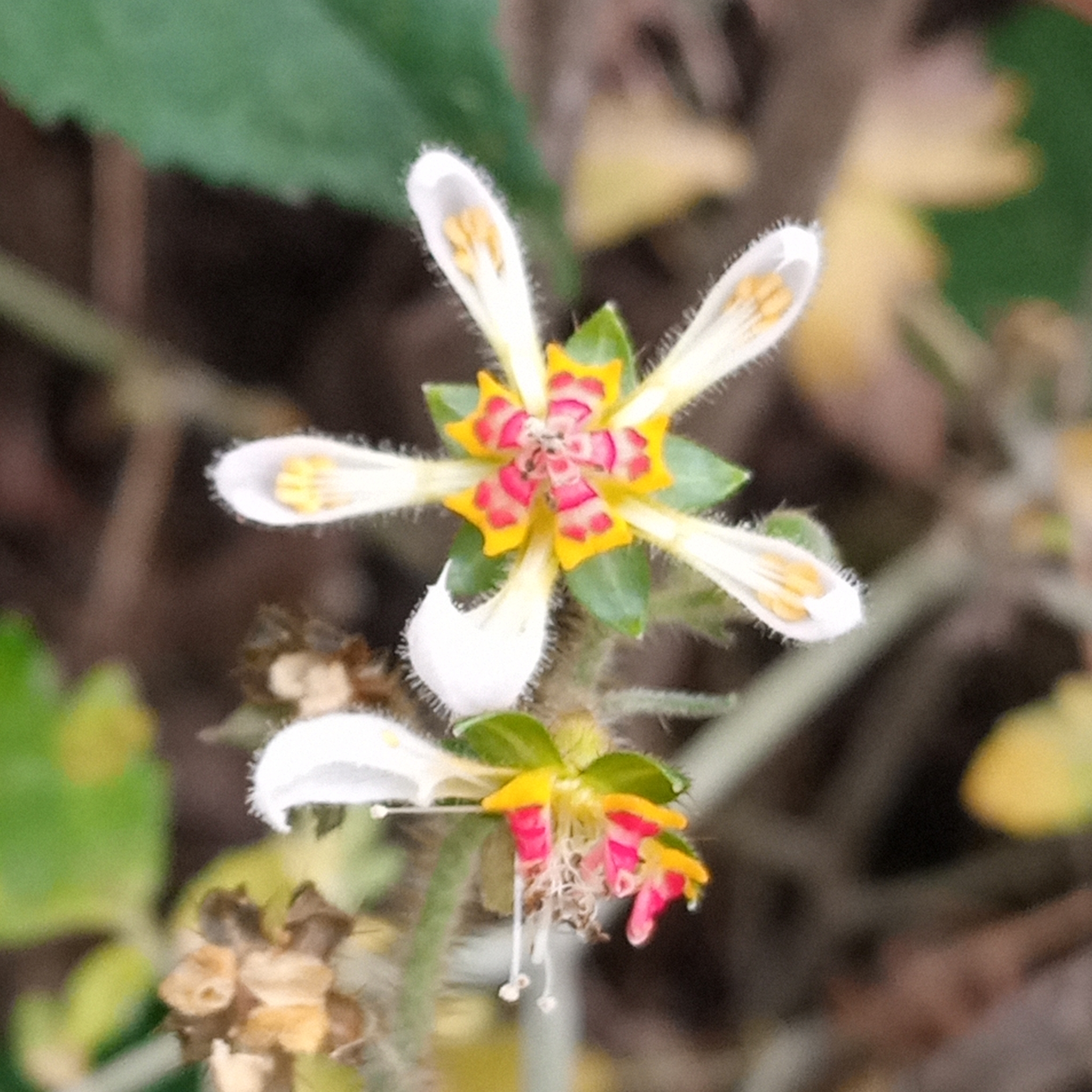 Nasa triphylla image