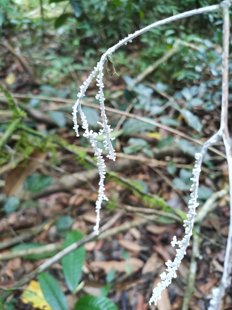 Brunneocorticium corynecarpon · August 2024 · photo: © guillaume_delaitre (iNaturalist, cc-by)