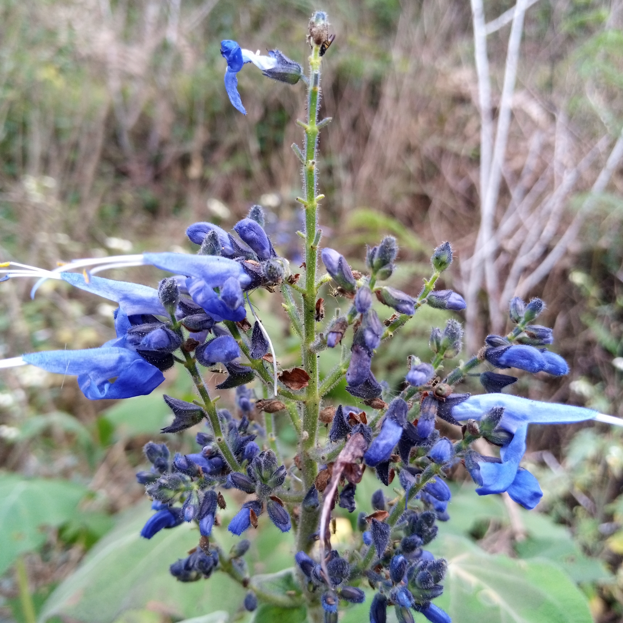 Salvia macrophylla image